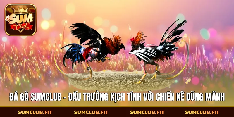 Đá Gà SUMCLUB - Đấu Trường Kịch Tính Với Chiến Kê Dũng Mãnh