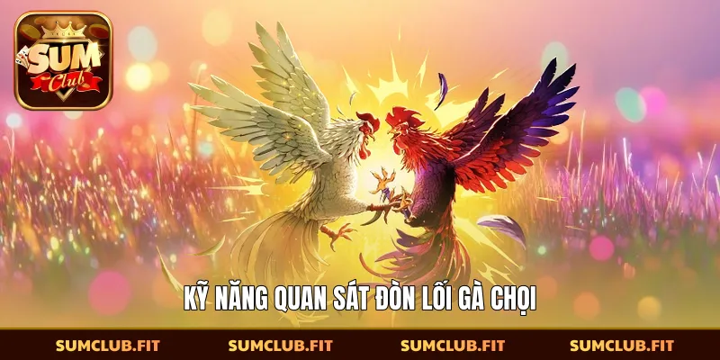Kỹ năng quan sát đòn lối gà chọi
