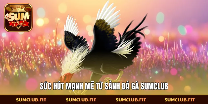 Sức hút mạnh mẽ từ sảnh đá gà SUMCLUB